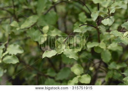 Kohuhu Leaves - Latin Name - Pittosporum Tenuifolium