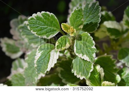 Swedish Ivy Marginatus - Latin Name - Plectranthus Forsteri Marginatus