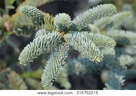 Blue Noble Fir - Latin Name - Abies Procera Glauca