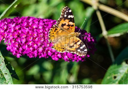 Butterfly Vanessa Cardui Or Cynthia Cardui In The Garden