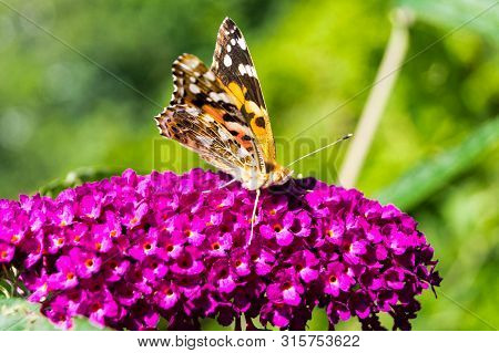 Butterfly Vanessa Cardui Or Cynthia Cardui In The Garden
