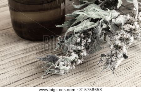 Motherwort - A Medicinal Plant With A Calming Effect