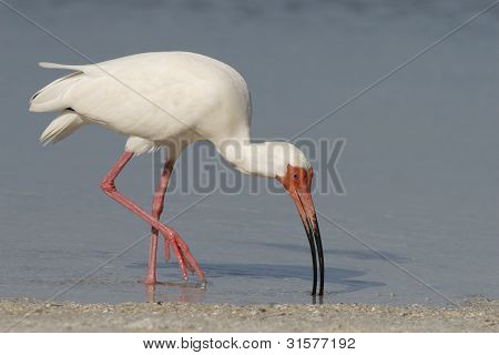 Hvid Ibis fodring