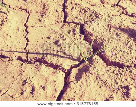 Detail Of The Maize Stalk In Dry Red Ferric Soil Without Moisture And Nutrients.
