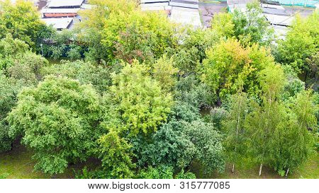 Top View Of Green Trees In City Garden In Rainy Day (the Cherry Orchard Garden In Koptevo District O