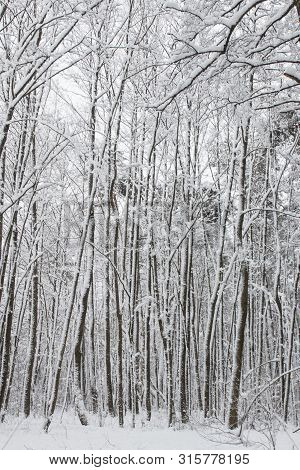 Bavarian Winter Landscape Next Next To Schwandorf, Charlottenhofer Weihergebiet