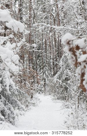 Bavarian Winter Landscape Next Next To Schwandorf, Charlottenhofer Weihergebiet