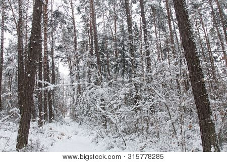 Bavarian Winter Landscape Next Next To Schwandorf, Charlottenhofer Weihergebiet