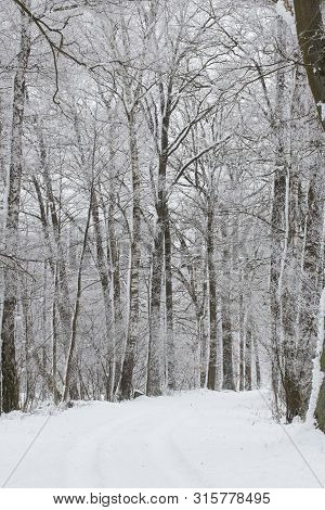 Bavarian Winter Landscape Next Next To Schwandorf, Charlottenhofer Weihergebiet