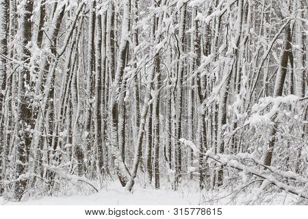 Bavarian Winter Landscape Next Next To Schwandorf, Charlottenhofer Weihergebiet
