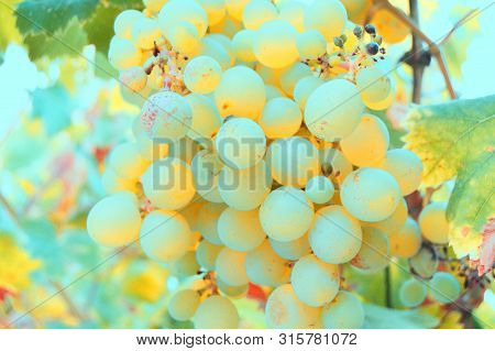 Fantasy Grapes In The Evening, Algeria, Africa
