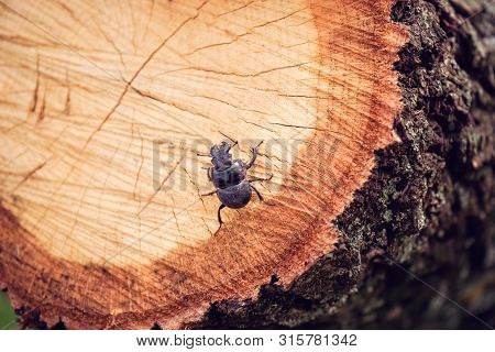Black Rhinoceros Beetle Sitting On The Tree Cut.