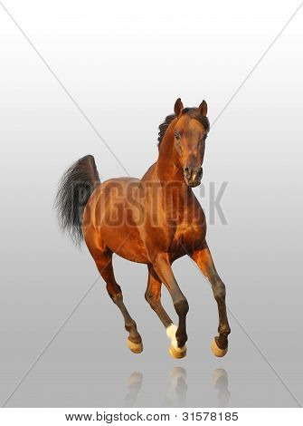 Bay Arab Stallion