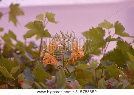 An Orange Flower Rising Up, Algeria, Africa
