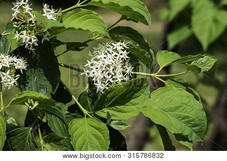 Flowering White Dogwood Or Siberian Dogwood (cornus Alba)