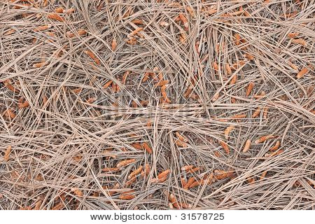 Background Texture Of Dry Pines