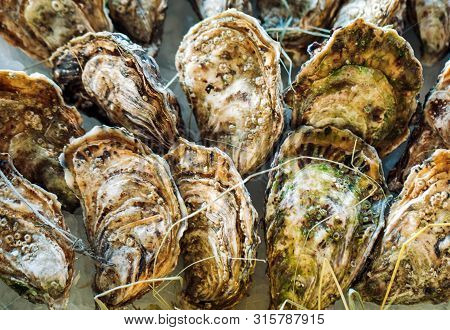 Oysters And Other Seafood On Ice On The Shop Counter.