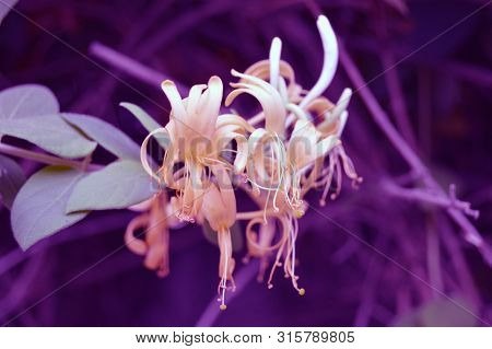 A White And Yellow Flower In A Violet Ambiance