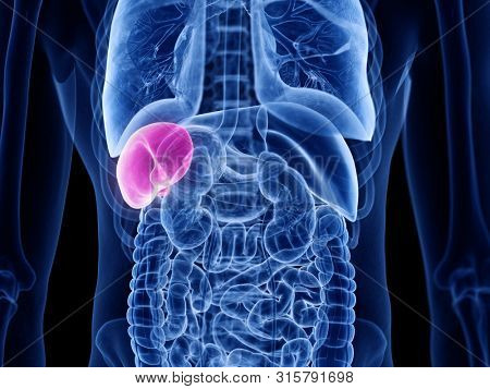 3d rendered medically accurate illustration of the spleen