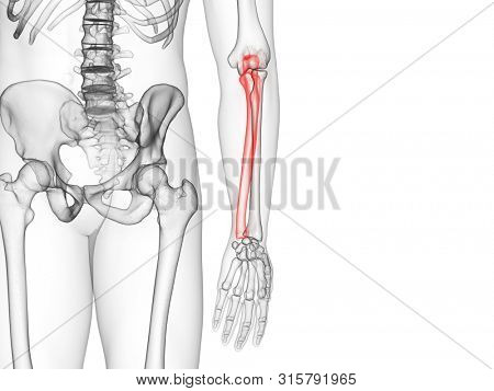 3d rendered medically accurate illustration of the ulna bone