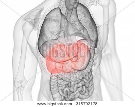 3d rendered medically accurate illustration of the liver