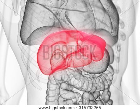 3d rendered medically accurate illustration of the liver