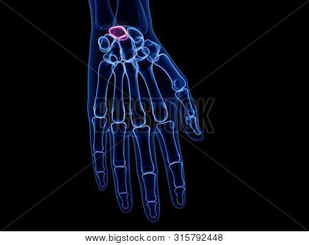3d rendered medically accurate illustration of the lunate bone