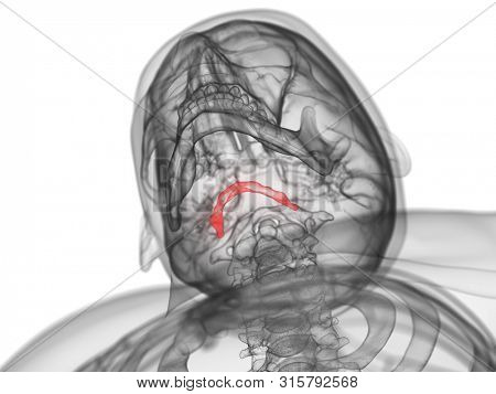 3d rendered medically accurate illustration of the hyoid bone