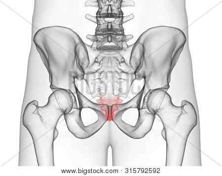 3d rendered medically accurate illustration of the coccyx