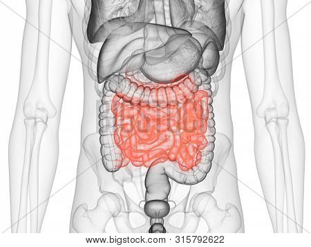 3d rendered medically accurate illustration of the small intestine