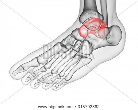 3d rendered medically accurate illustration of the talus bone