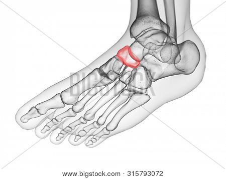 3d rendered medically accurate illustration of the navicular bone
