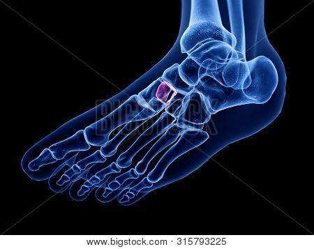 3d rendered medically accurate illustration of the intermediate cuneiform bone