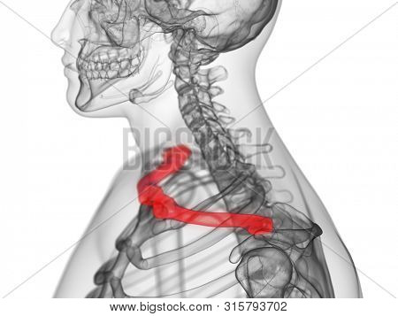 3d rendered medically accurate illustration of the clavicle bone