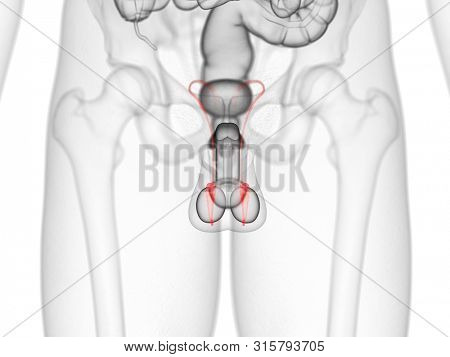 3d rendered medically accurate illustration of the epididymis