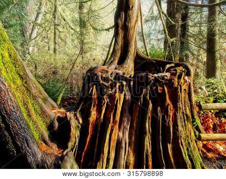 Goldstream Park