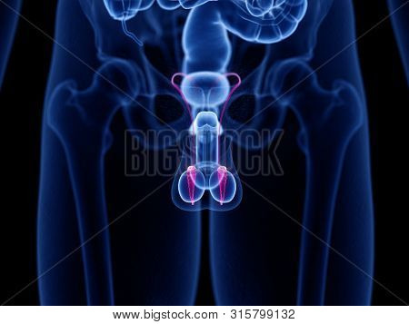 3d rendered medically accurate illustration of the epididymis