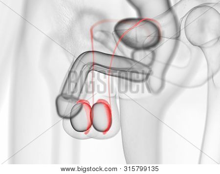 3d rendered medically accurate illustration of the epididymis