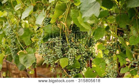Green Grapes Growing On Grape Vines. Unripe, Young Wine Grapes In Vineyard, Early Summer. Bunch Of G
