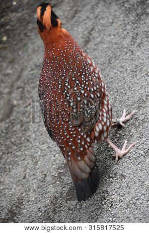 A Colorful Malay Great Argus Bird In The Wild