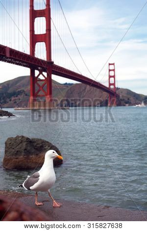 Seagull Against The Backdrop Of A Golden Bridge In San Francisco Walking Along The Promenade.