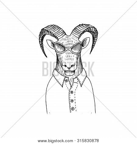 Vector Hand Drawn Head Of Mutton Wearing Glasses And Shirt, Animal Hipster, Vintage Illustration