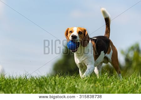 Beagle Dog Runs Through Green Meadow With A Ball. Copy Space Domestic Dog Concept. Dog Fetching Blue