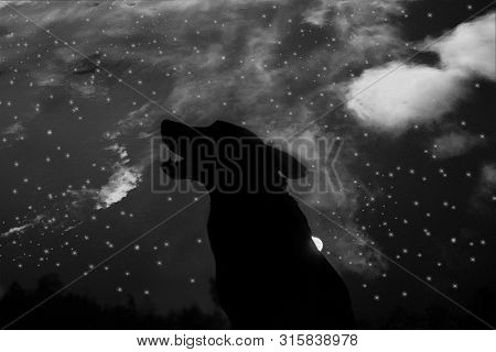 Howling Wolf Silhuette Over Sky Background. Halloween