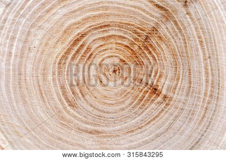 Natural Tree Rings Background. Wooden Texture. Close Up.