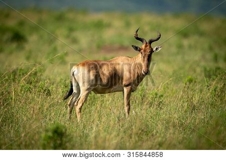 Coke Hartebeest Stands Chewing Grass In Savannah