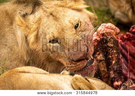 Close-up Of Lion Chewing Bones Of Carcase