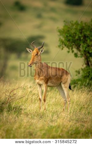 Coke Hartebeest Stands In Grass Facing Left