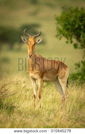 Coke Hartebeest Stands In Grass Eyeing Camera