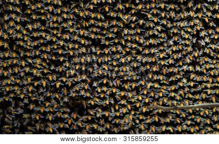 Closeup Huge Beehive Of Giant Honey Bees On A Branch, Selective Focus